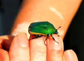 Episode CCCXXXI-331: Tor di Suerte — The Green Beetle of Our Island