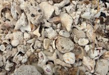 Aruba To Me; Teresa Anastasopoulos