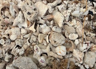 Aruba To Me; Teresa Anastasopoulos