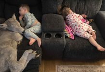 Family in Kentucky shelters struggling calf born amid extreme cold temperatures