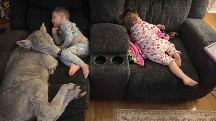 Winter Weather-Cold Calf