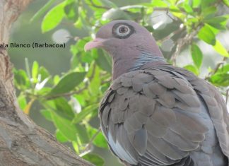 Episode 339– CCCXXXIX: Birds, Memory, and a Vanishing Aruba