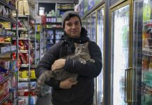 New York seeks rights for beloved but illegal ‘bodega cats’