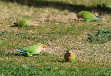 What we can learn from lovebirds, the rare birds that mate for life