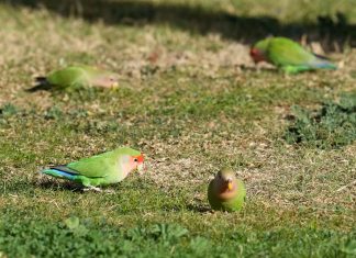 What we can learn from lovebirds, the rare birds that mate for life