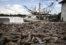 The Great Pacific Rebound: California’s groundfish return to abundance
