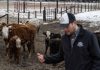 U.S. cattle farmers caught between high costs and weary consumers