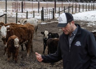 U.S. cattle farmers caught between high costs and weary consumers