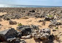 Tern season has arrived, and ACF is calling for their protection