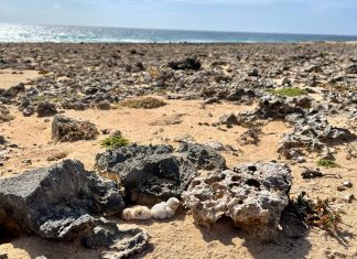 Tern season has arrived, and ACF is calling for their protection