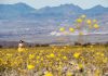 Arizona’s 2026 wildflower season: A rare winter gift and a race against the heat