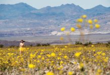 Arizona’s 2026 wildflower season: A rare winter gift and a race against the heat