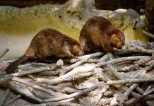 How the humble beaver is becoming America’s weapon against climate change