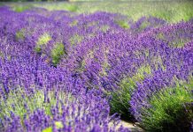 How one family’s lavender legacy outlasted the odds