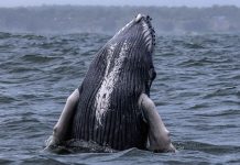 The Wisdom of the Waves: Older Male Humpbacks Take the Lead in the Mating Game