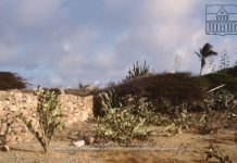 Fun facts about the “transhi” hedges!