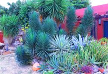 Episode CCCXLIII- 343: Hidden Networks: The Secret Life of Aruba’s Desert Plants