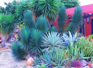 Episode CCCXLIII- 343: Hidden Networks: The Secret Life of Aruba’s Desert Plants