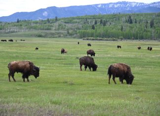 National Parks open gates for historic “America 250” celebration