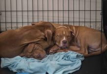 Florida launches statewide Animal Abuse Registry to protect pets and communities