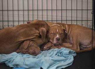 Florida launches statewide Animal Abuse Registry to protect pets and communities