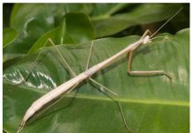 A new species of “praying mantis” discovered in Aruba