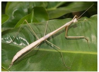 A new species of “praying mantis” discovered in Aruba
