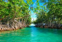 Episode CCCXLIX – 349: Discovering the Roots of the Sea: Mangroves