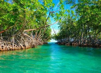 Episode CCCXLIX – 349: Discovering the Roots of the Sea: Mangroves