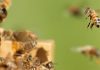 Super-Bees’ in southern California evolve to defeat deadly parasites