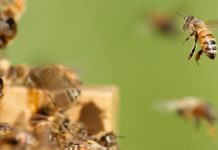 Super-Bees’ in southern California evolve to defeat deadly parasites