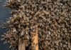 As bee population collapses, U.S. apiarists fear research cuts