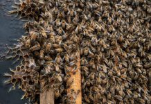 As bee population collapses, U.S. apiarists fear research cuts