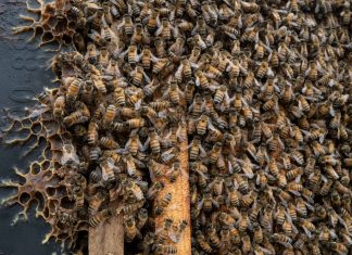 As bee population collapses, U.S. apiarists fear research cuts