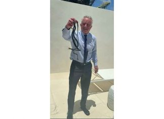 Live snakes, dead bears and brain worms: RFK Jr’s wild animal antics