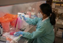 Stanford Breakthrough: “Immune system reset” cures Type 1 diabetes in mice