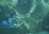 Coastal communities lead nation in marine restoration