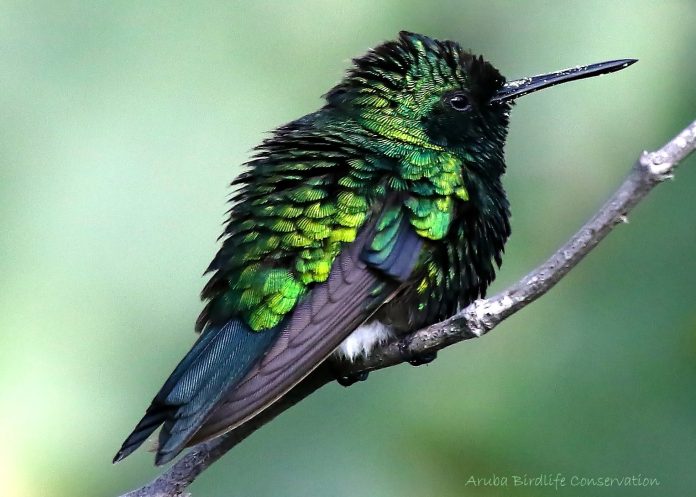 Birds of Aruba 1