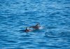 Group of dolphins spotted at Sarah-Quita Beach; ACF urges to keep distance