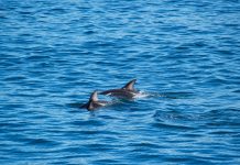 Group of dolphins spotted at Sarah-Quita Beach; ACF urges to keep distance