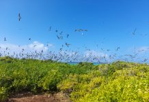 It’s Tern season, and ACF is calling for their protection