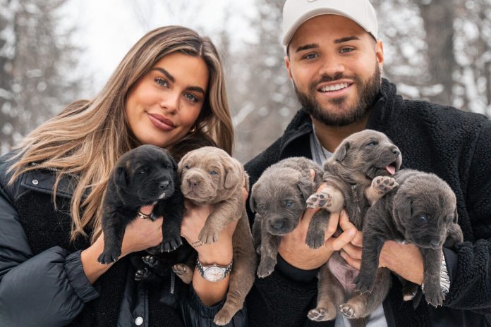 11DOGS