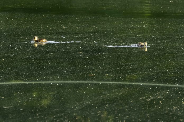 US-POLITICS-TRUMP-REFLECTING POOL