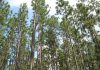 Alabama’s $17.5M green miracle: Restoring the great pine forests for future generations