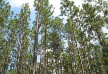 Alabama’s $17.5M green miracle: Restoring the great pine forests for future generations