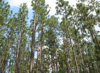 Alabama’s $17.5M green miracle: Restoring the great pine forests for future generations