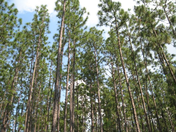 4PINE (1)