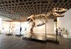 ‘Gus’ the T. rex fetches record $50.1M at U.S. auction