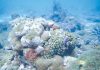 Aruba’s Bocas: home to the rarest fossil reefs on the planet!