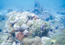 Aruba’s Bocas: home to the rarest fossil reefs on the planet!